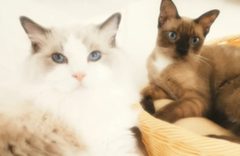 Simulated: two cats up close with a cortical cataract.