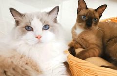 Two cats up close, as filmed.