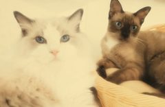 Simulated: two cats up close with a nuclear cataract.