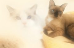 Simulated: two cats up close with a posterior subcapsular cataract.
